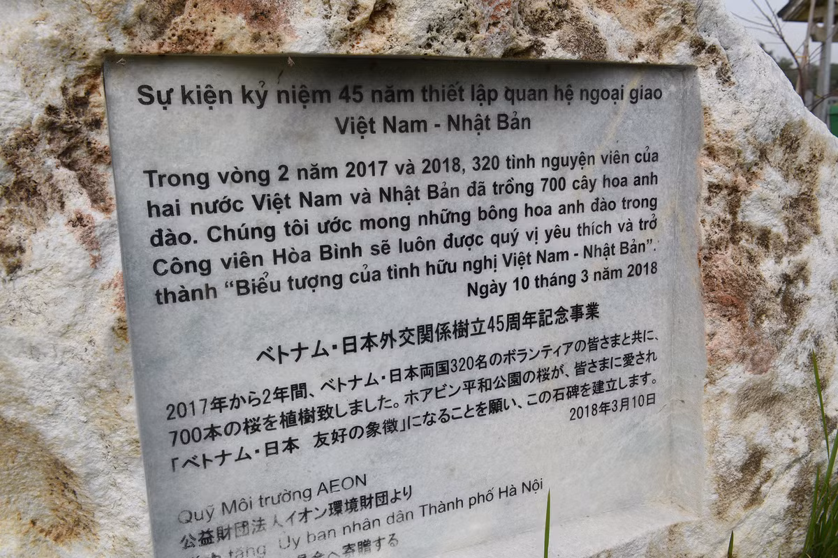 Hoạt động trồng cây hoa anh đào nằm trong chuỗi hoạt động kỷ niệm thiết lập mối quan hệ ngoại giao Việt Nam - Nhật Bản góp phần tuyên truyền, giới thiệu, quảng bá hình ảnh, nét đẹp văn hóa, đất nước và con người Nhật Bản với người dân Hà Nội, gắn kết giữa người dân hai nước đồng thời là dịp trao đổi kinh nghiệm và hợp tác trong lĩnh vực văn hóa, du lịch, kinh tế giữa Thủ đô Hà Nội và Nhật Bản.