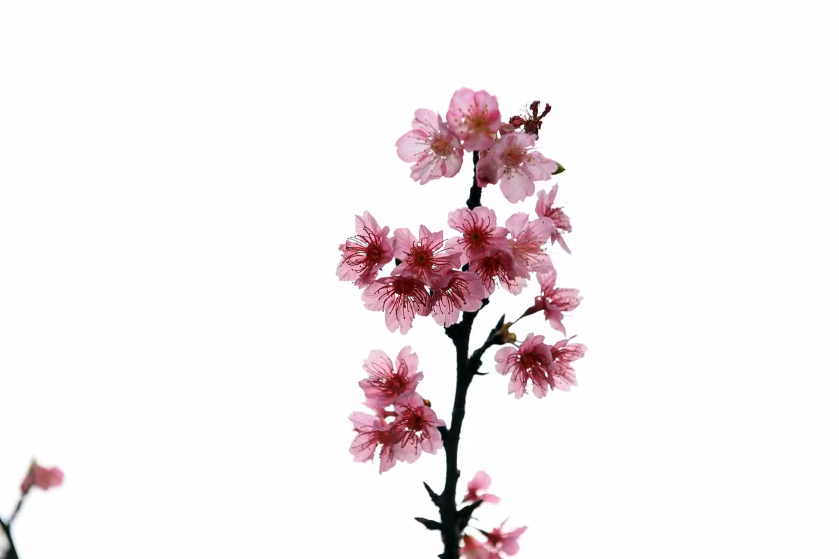 Người dân Thủ đô khi đến công viên Hòa Bình dịp Tết Nguyên đán 2019 có thể tận mắt ngắm nhìn sắc đẹp của loài hoa đến từ đất nước mặt trời mọc.