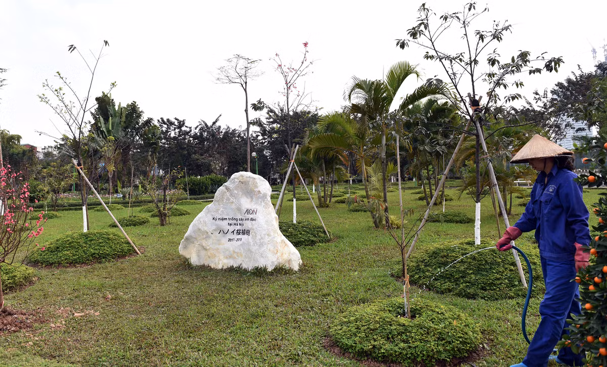 Những cây hoa anh đào ở công viên Hòa Bình được trồng với khoảng cách quy định, và được chăm sóc cẩn thận nhằm tạo điều kiện cho cây phát triển tốt nhất.