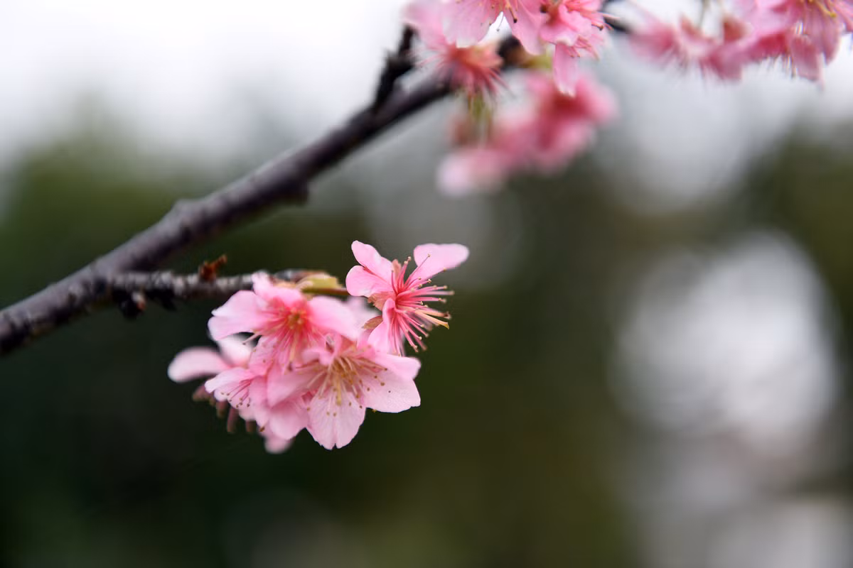 Sắc hoa anh đào bung nở rực rỡ giữa bầu trời Thủ đô, là minh chứng cho sự phát triển không ngừng của mối quan hệ hữu nghị, đối tác chiến lược toàn diện Việt Nam - Nhật Bản nói chung và quan hệ hợp tác giữa thành phố Hà Nội - Tập đoàn AEON nói riêng.