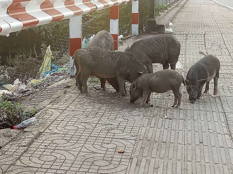 Dan heo rung lang thang...3 nam tren duong Pham Van Dong, chinh quyen noi gi?