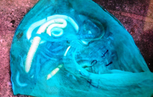 Tại hiện trường có 3 bao rắn trong túi vải lưới với hàng trăm con bị thả xuống đường vào bụi rậm cạnh rừng cao su...