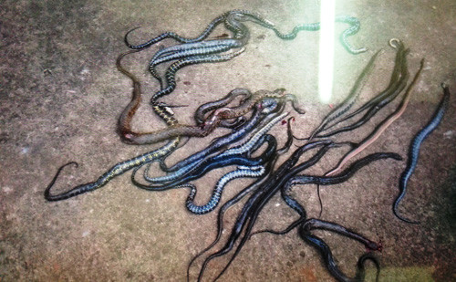 Lãnh đạo xã Xuân Thạnh cho biết số rắn này sống ở vùng sông nước, không thể tồn tại tại vùng đất cao nguyên như ở Đồng Nai được.