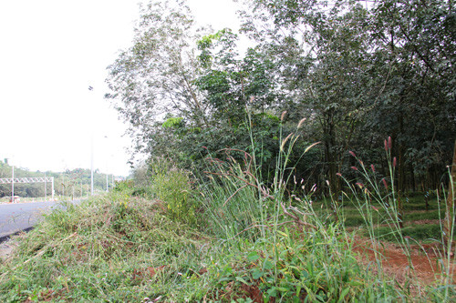 Khu vực đầu dốc Mẹ Bồng Con trên QL1, đoạn qua địa bàn xã Xuân Thạnh, huyện Thống Nhất, tỉnh Đồng Nai, nơi xảy ra nghi án nhóm người lạ mặt thả rắn xuống đường.