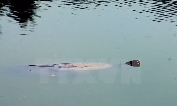 3. Cụ Rùa Hồ Gươm qua đời. Khoảng 18h ngày 19/1, lãnh đạo thành phố Hà Nội nhận được tin báo của đội bảo vệ hồ Hoàn Kiếm phát hiện cụ Rùa đã qua đời. Ngay sau khi nhận được tin báo, lãnh đạo thành phố đã có mặt tại hiện trường để chỉ đạo các cơ quan chuyên môn. Sau cuộc họp khẩn, UBND TP Hà Nội đã quyết định đưa xác cụ Rùa về Bảo tàng Thiên nhiên Việt Nam để bảo quản lâu dài và nghiên cứu.