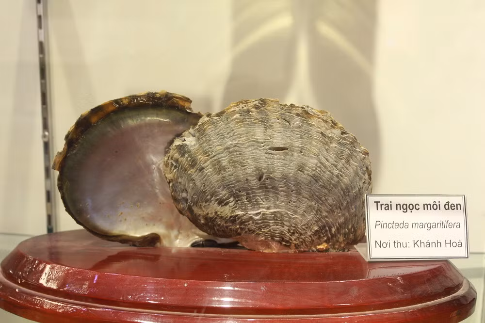 Trai ngọc môi đen.