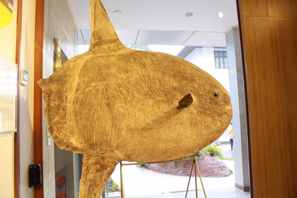 Cá mặt trăng đuôi nhợn.