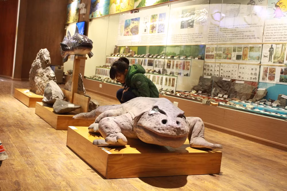 Đây là nơi nghiên cứu, sưu tầm, bảo quản và chế tác, thiết kế và trưng bày các mẫu vật về thiên nhiên Việt Nam.