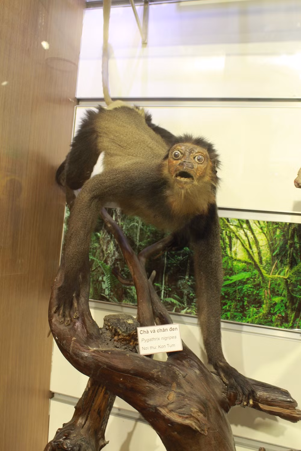 Một chú Chà vá chân đen.