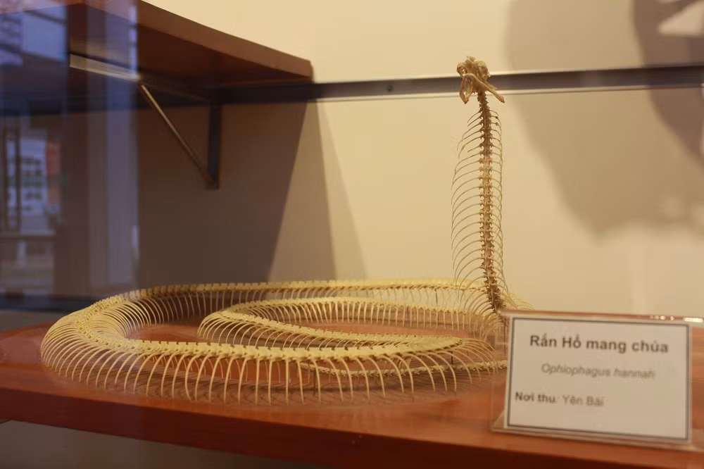 Bộ xương của rắn Hổ mang chúa.