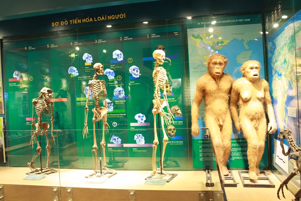Khu vực giới thiệu sơ đồ tiến hóa của loài người.