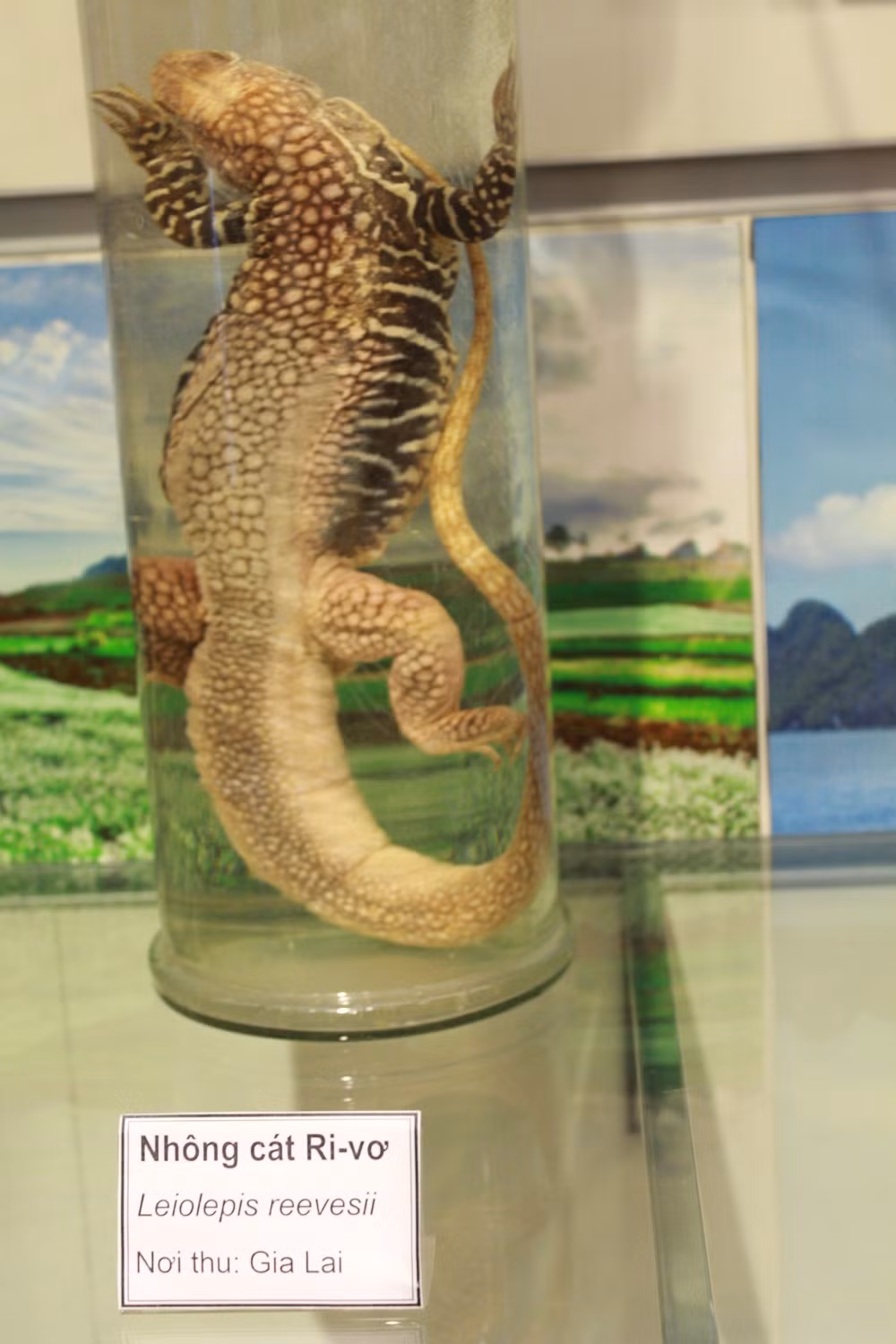 Loài Nhông cát Ri-vơ tại bảo tàng Thiên nhiên.