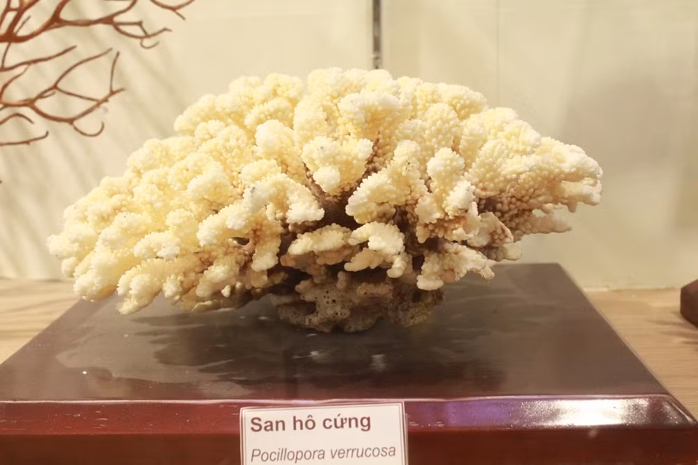 San hô cứng.