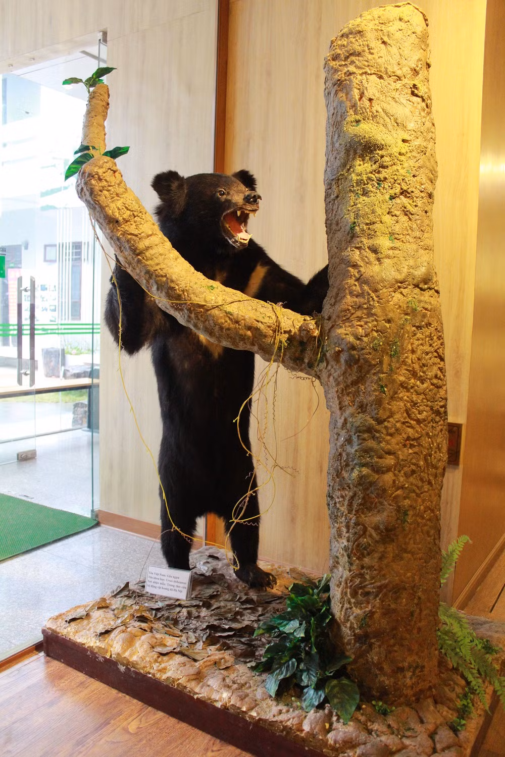 Một chú Gấu ngựa được trưng bày tại Bảo tàng Thiên nhiên.