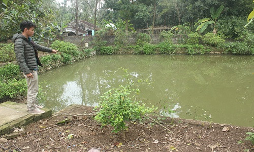 Khu vườn nhà anh Đỗ Văn Toản, thôn 8, xã Thiệu Vân, TP.TH. Ảnh: Lê Trung.