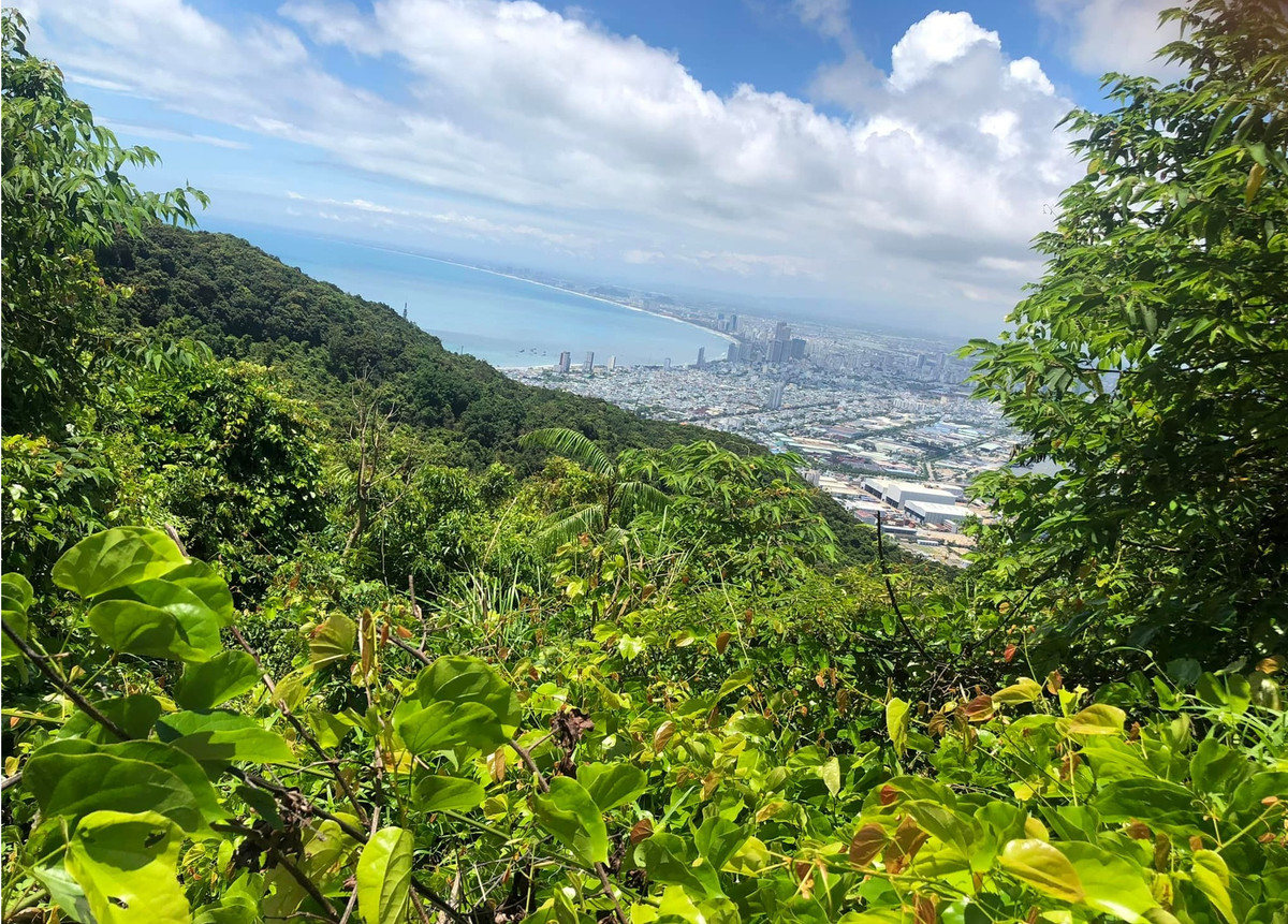 Da Nang chi 8 ty dong trong cay xanh tao ban sac rieng cho ban dao Son Tra-Hinh-2