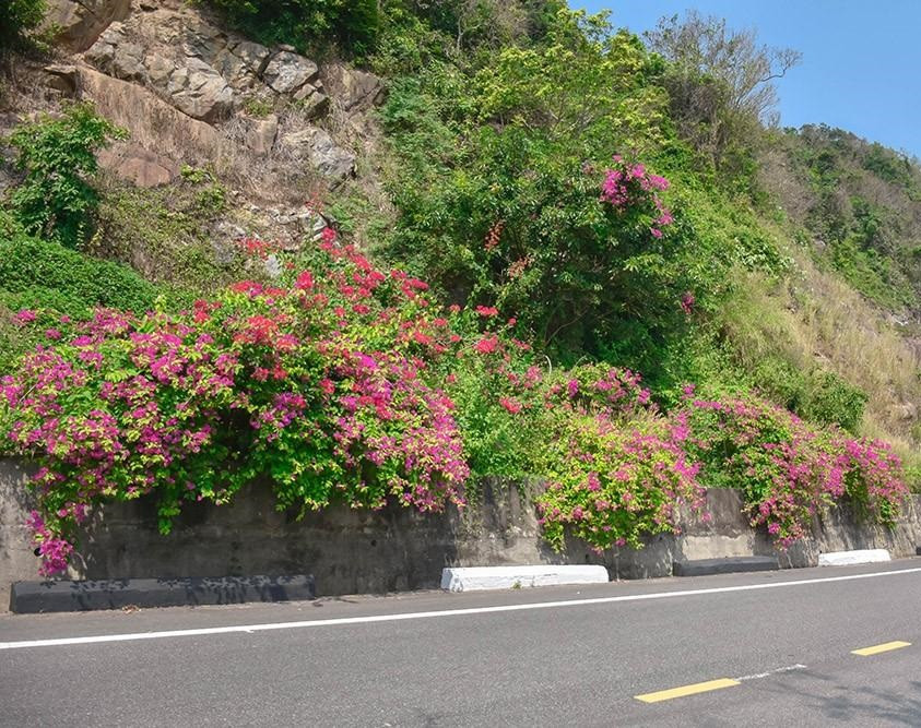 Da Nang chi 8 ty dong trong cay xanh tao ban sac rieng cho ban dao Son Tra