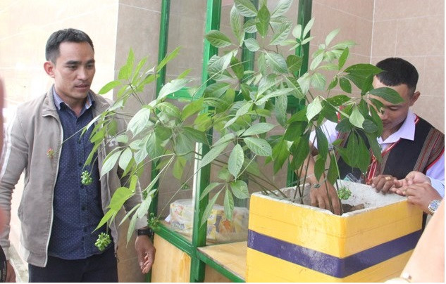 Le hoi sam Ngoc Linh Quang Nam: Xuat hien cay sam “khung” 20 nam tuoi duoc rao ban gan ty dong