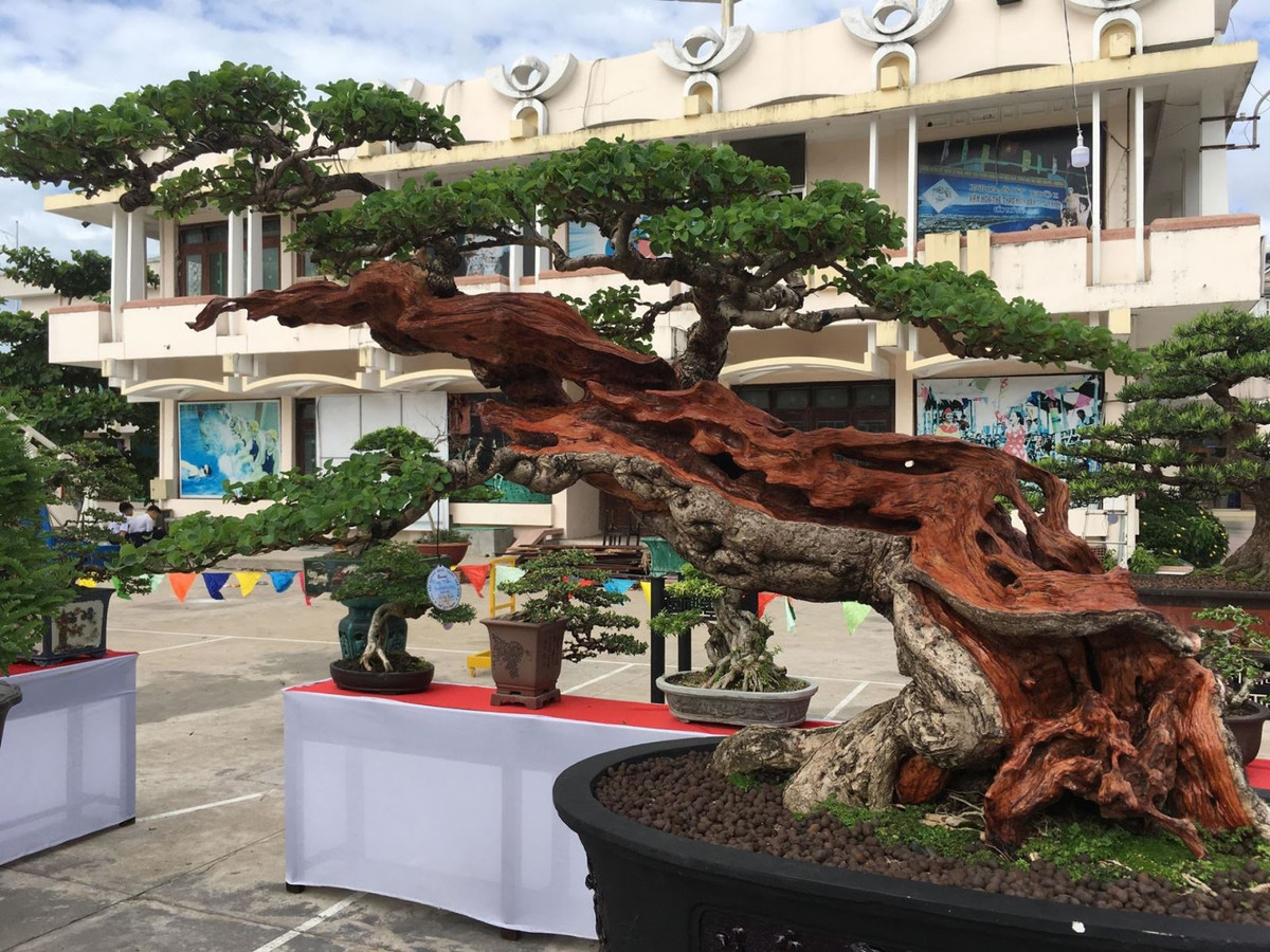 Hon 3.000 tac pham se tham gia Trien lam sinh vat canh tai Quy Nhon-Hinh-3