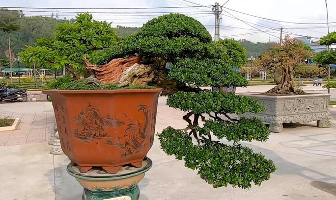 Hon 3.000 tac pham se tham gia Trien lam sinh vat canh tai Quy Nhon-Hinh-2