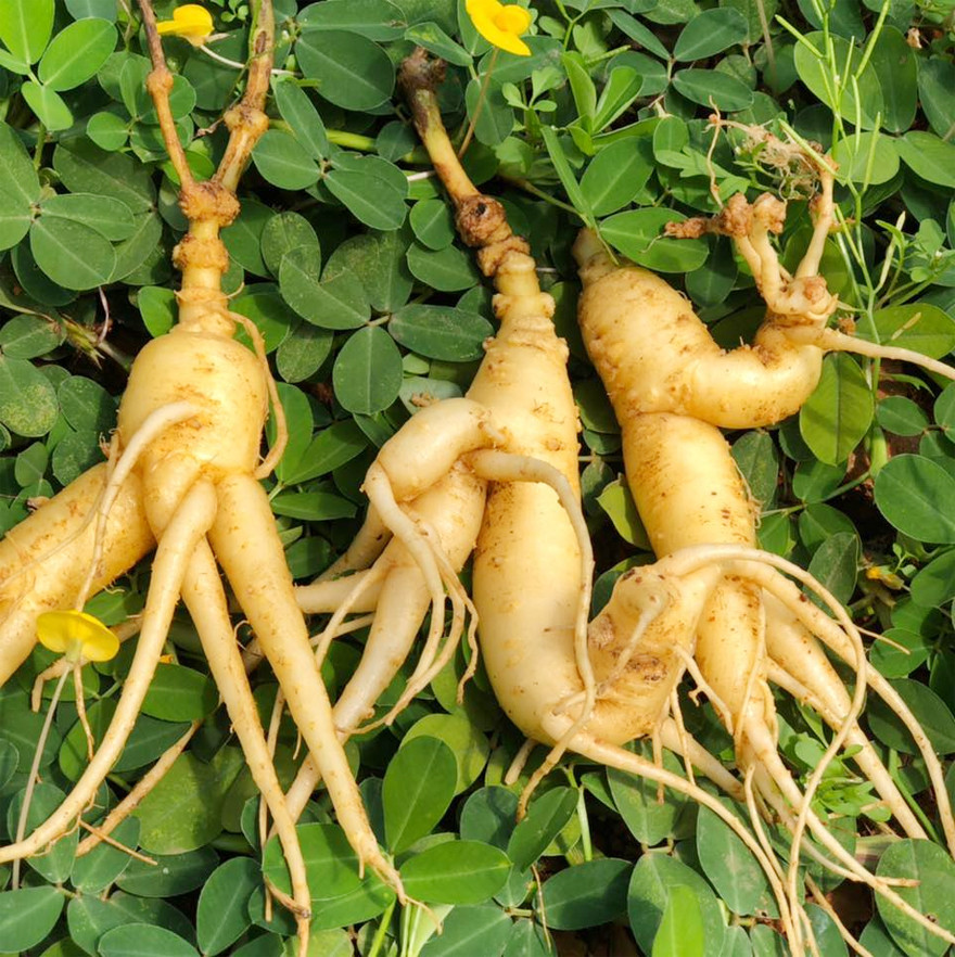 Lo “than duoc” gia beo, bo ngang sam Ngoc Linh o Quang Nam-Hinh-2