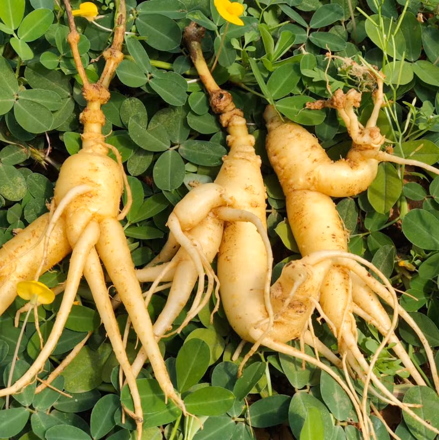 Lo “than duoc” gia beo, bo ngang sam Ngoc Linh o Quang Nam-Hinh-2