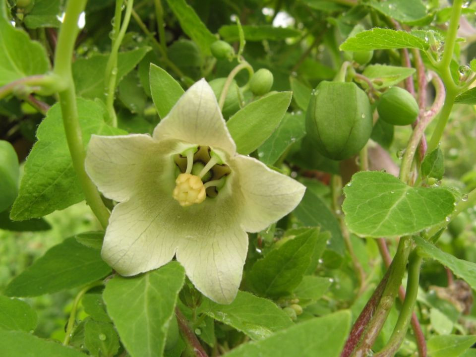 Lo “than duoc” gia beo, bo ngang sam Ngoc Linh o Quang Nam