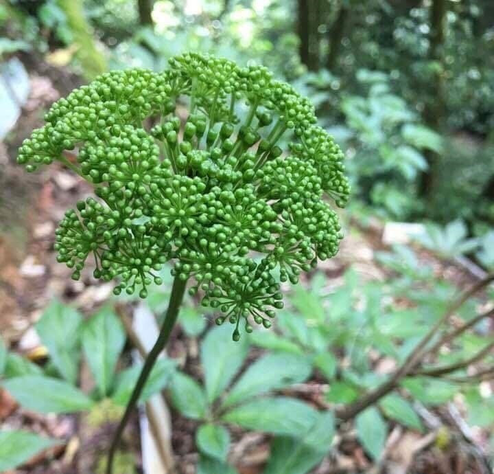 Và mỗi năm hoa sâm chỉ nở một lần duy nhất.