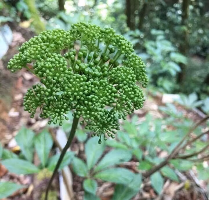 Và mỗi năm hoa sâm chỉ nở một lần duy nhất.