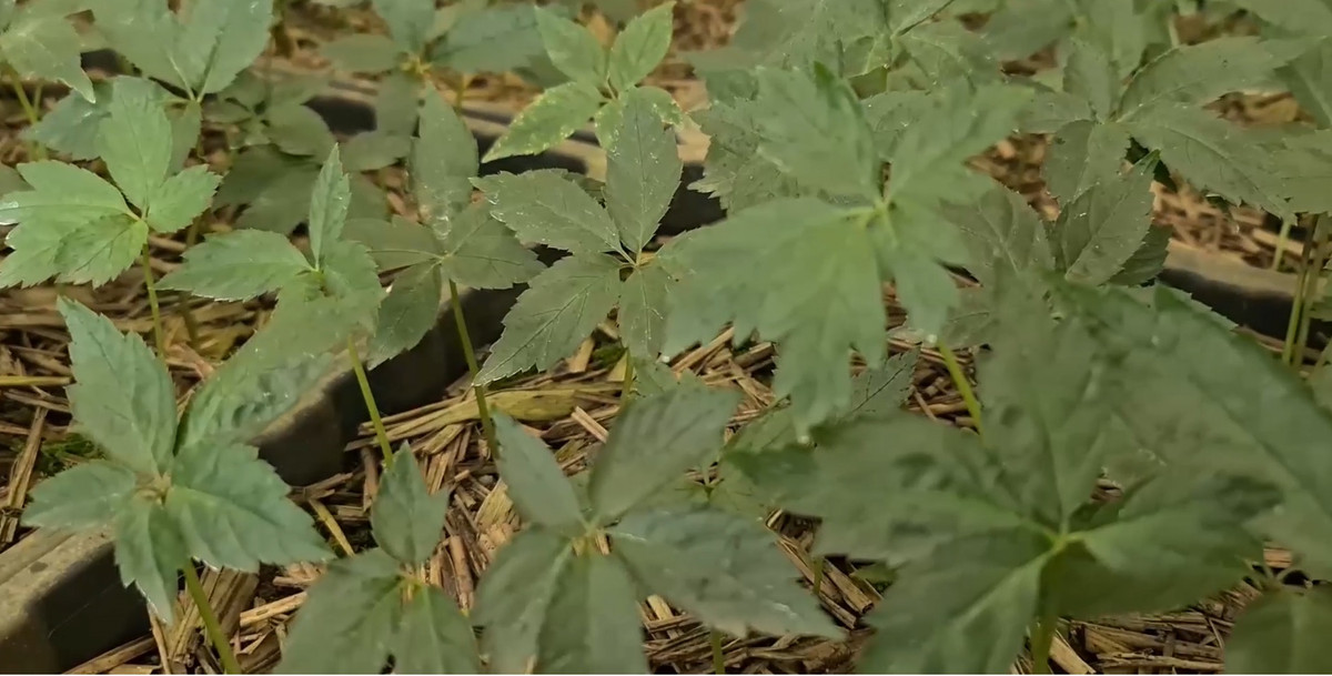 Những cây sâm Ngọc Linh đã được 1 năm tuổi.