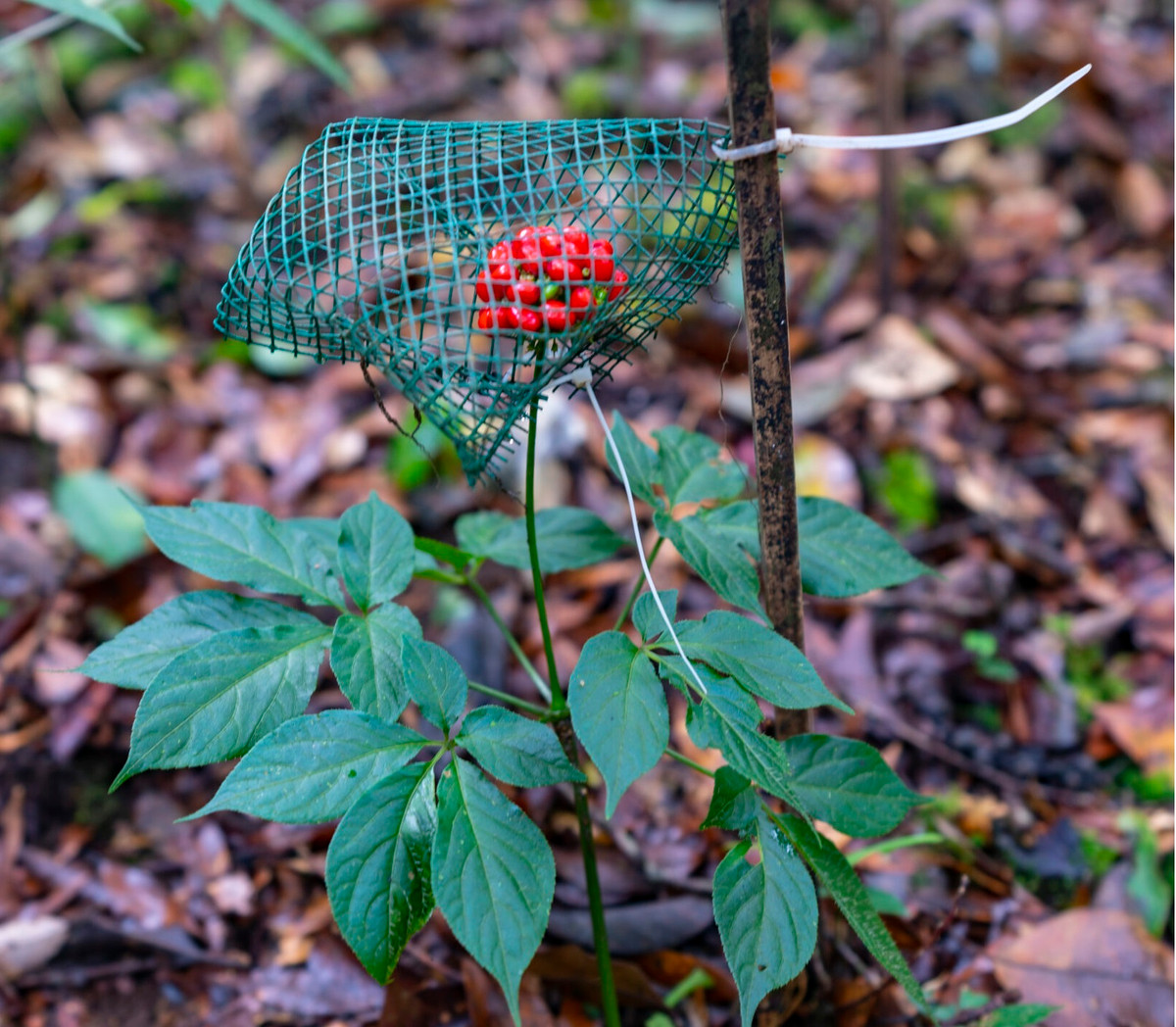 Và được bảo vệ bằng những cách đặc biệt.