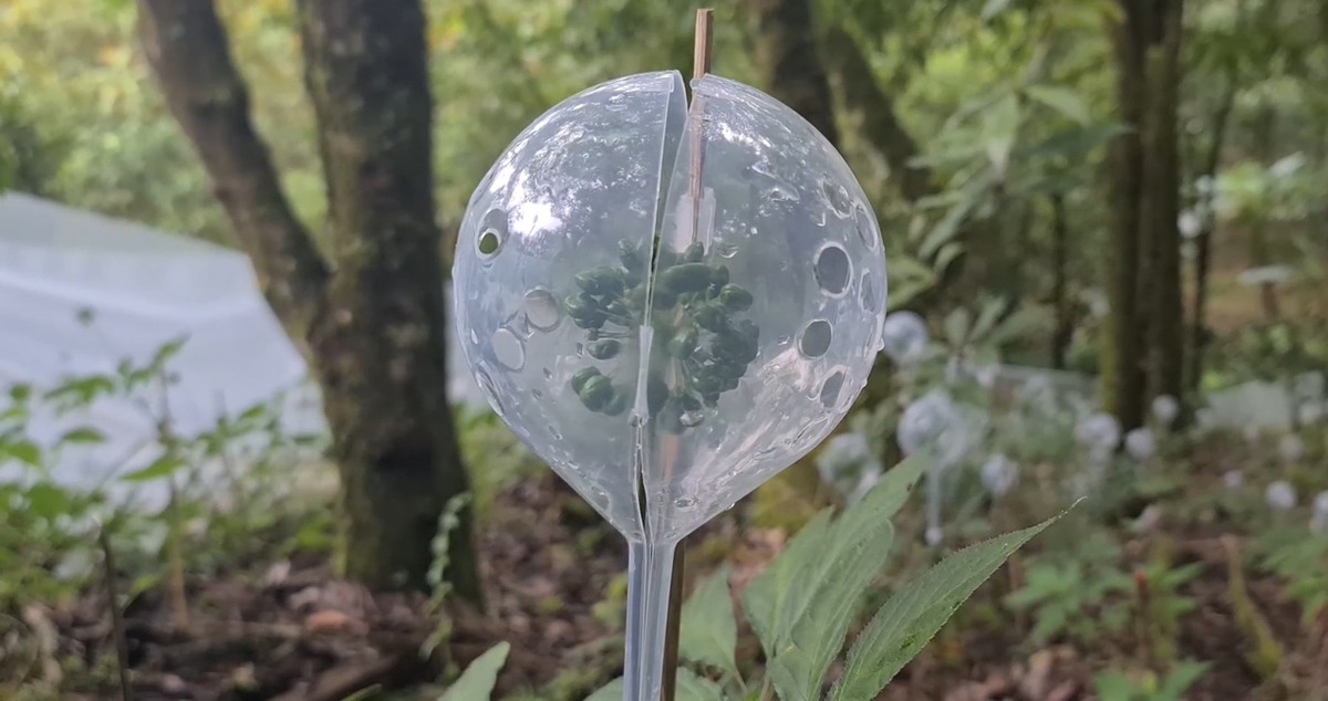 Chính vì vậy hoa sâm cũng được chăm sóc rất cẩn thận.