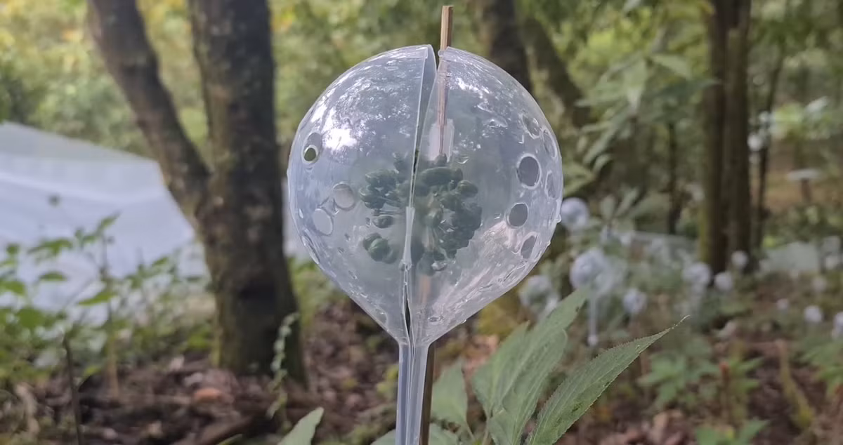 Chính vì vậy hoa sâm cũng được chăm sóc rất cẩn thận.