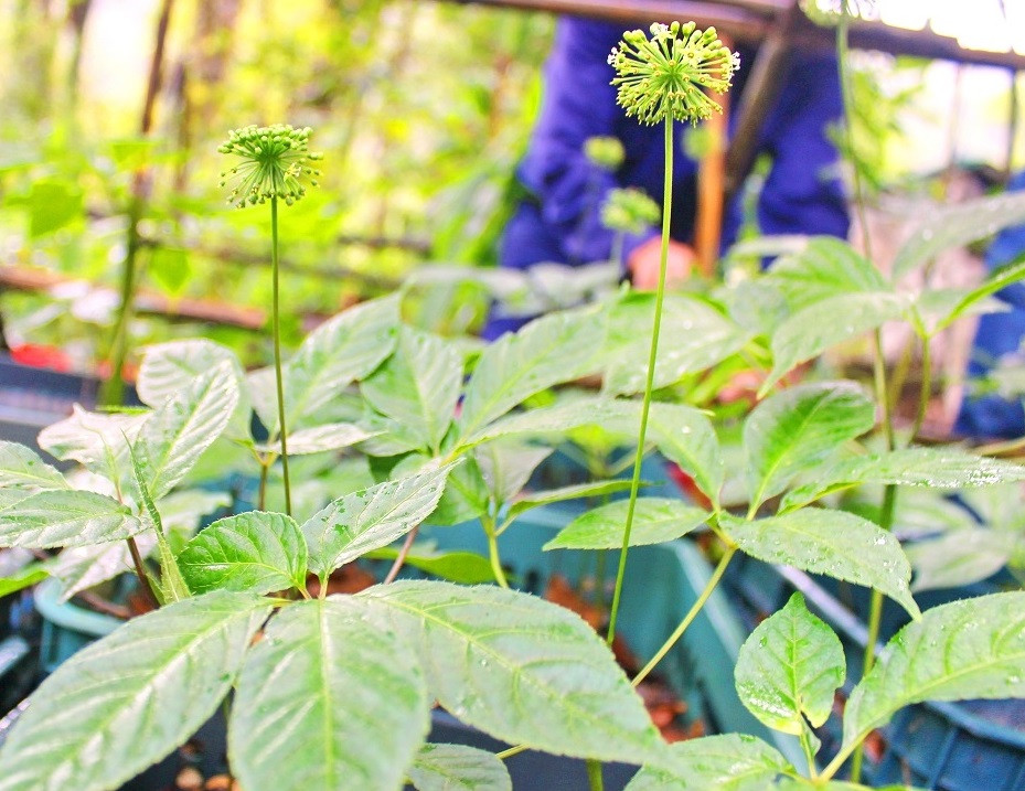 Ve lang ty phu tren dinh Ngoc Linh xem trong cay “quoc bao“-Hinh-2