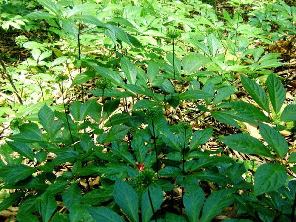 Sau vài năm thì cây sâm sinh trưởng tốt ra hoa, cho hạt, mang lại giá trị kinh tế cao cho bà con trên đỉnh Ngọc Linh. &gt;&gt;&gt; Mời độc giả xem thêm video Món ăn ngon từ... úp nồi | Đặc sản miền sông nước: