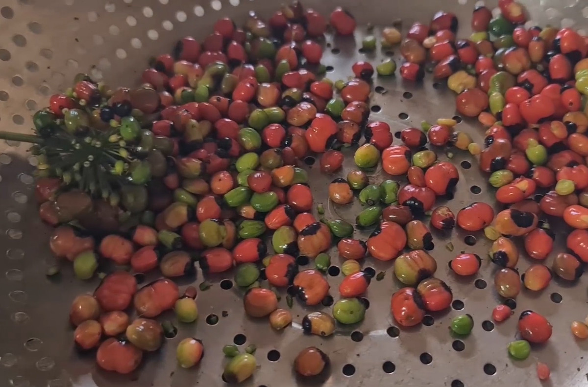 Những quả chín sau khi thu hoạch sẽ được phân loại trước khi mang đi gieo trồng.