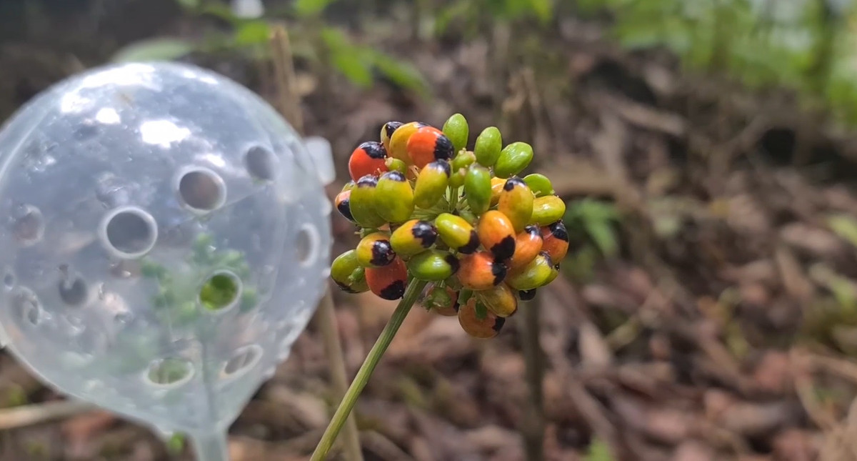 Thông thường, hoa sâm Ngọc Linh sẽ được thu hoạch vào khoảng tháng 7-9 hàng năm.