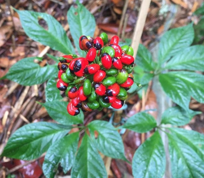 Hoa chín chuyển sang màu đỏ.