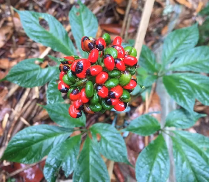 Hoa chín chuyển sang màu đỏ.