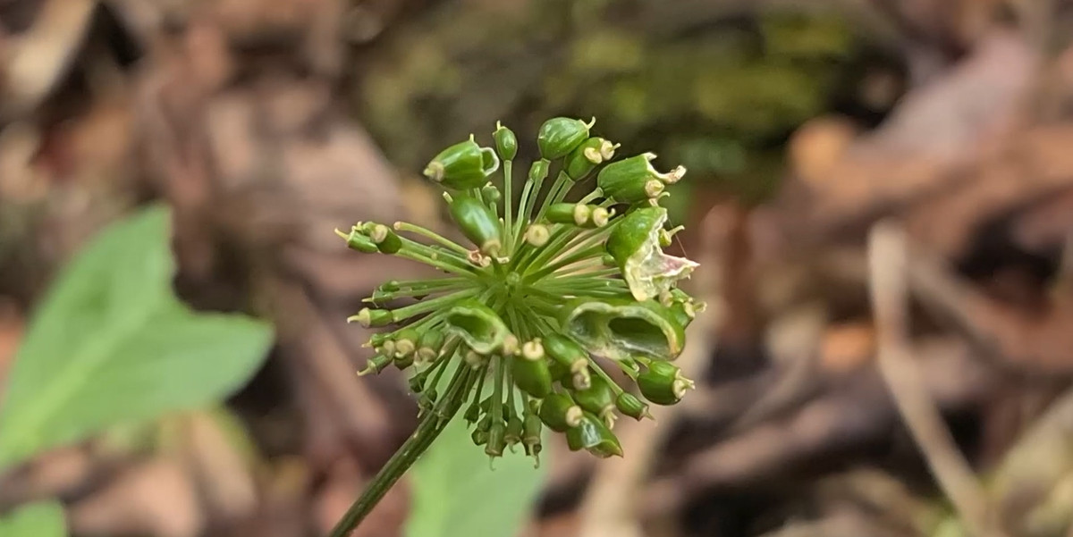 Khi Sâm Ngọc Linh được vài năm tuổi thì mới ra hoa.