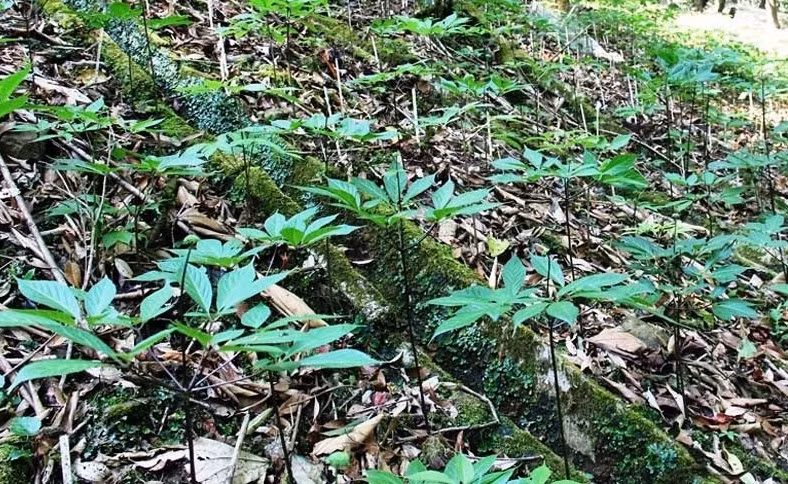 Ve lang ty phu tren dinh Ngoc Linh xem trong cay “quoc bao“