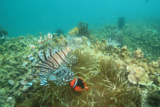 Các hệ sinh thái rạn san hô, cỏ biển, rong biển ở Cù Lao Chàm được bảo tồn khá tốt. Với làn nước biển trong xanh, nơi đây cũng vô cùng thích hợp cho du khách tham gia các bộ môn lặn biển. 