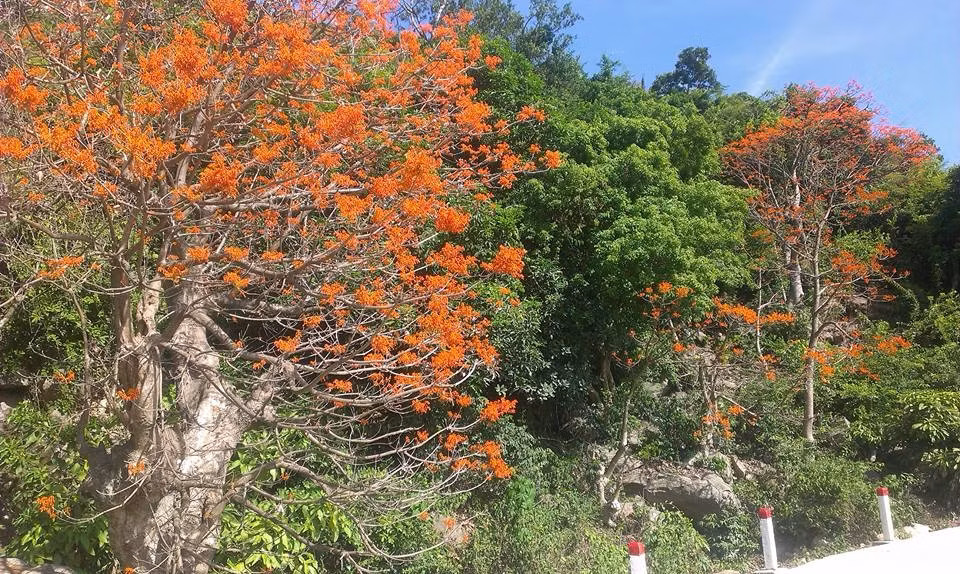 Kham pha diem den dep hon ca Vinh Ha Long-Hinh-5