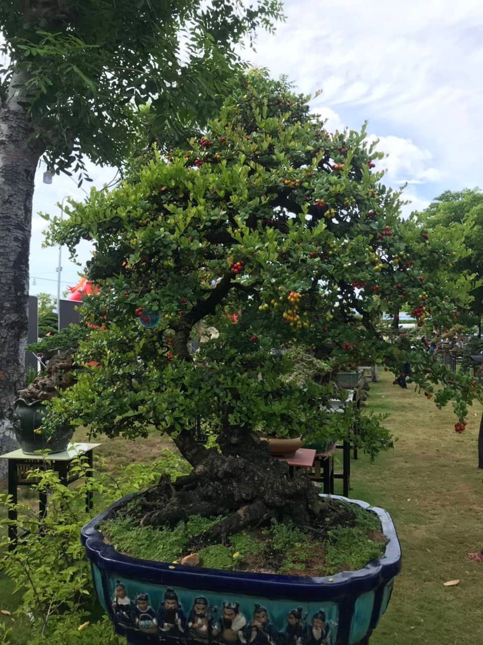 Các nhà vườn cho biết xu hướng bonsai vẫn là những cây có hoa, có trái. &gt;&gt;&gt; Mời độc giả xem thêm video Độc đáo đu đủ bonsai chơi tết: