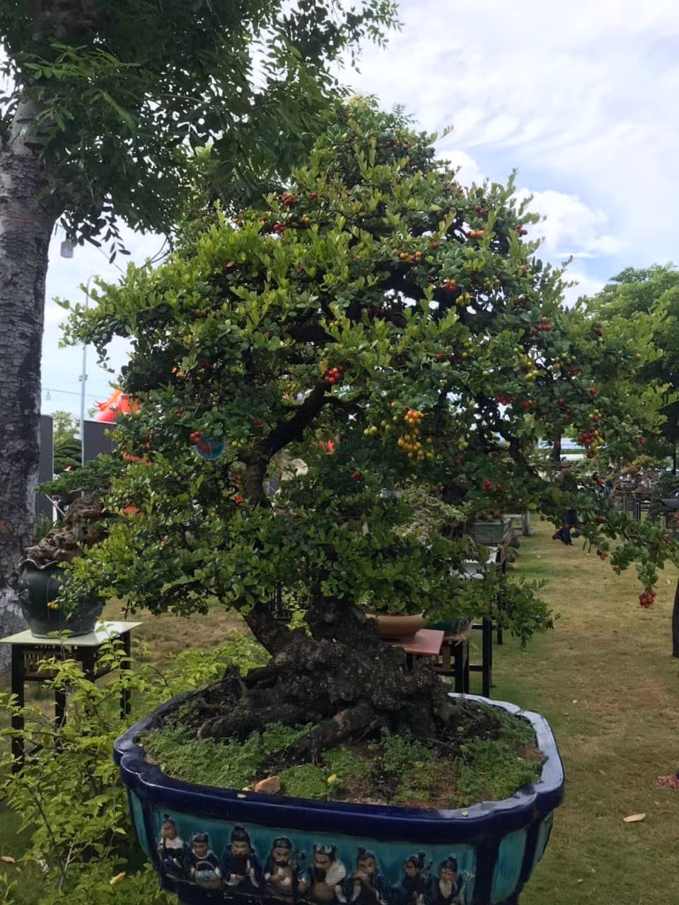 Các nhà vườn cho biết xu hướng bonsai vẫn là những cây có hoa, có trái. >>> Mời độc giả xem thêm video Độc đáo đu đủ bonsai chơi tết: