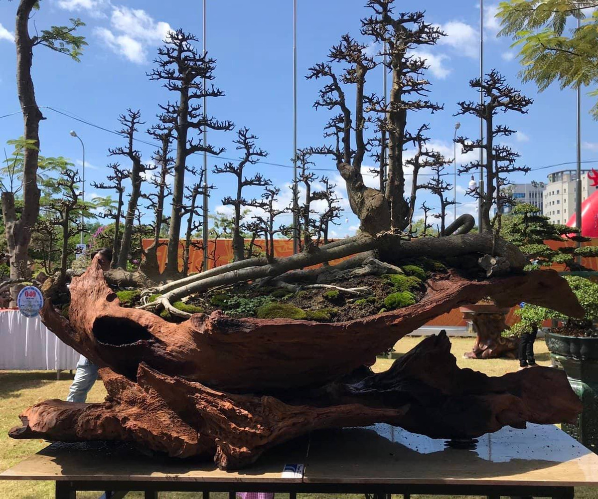 Còn đây là duối rừng của một nghệ nhân ở An Khê, Gia Lai, được ra giá 120 triệu đồng.