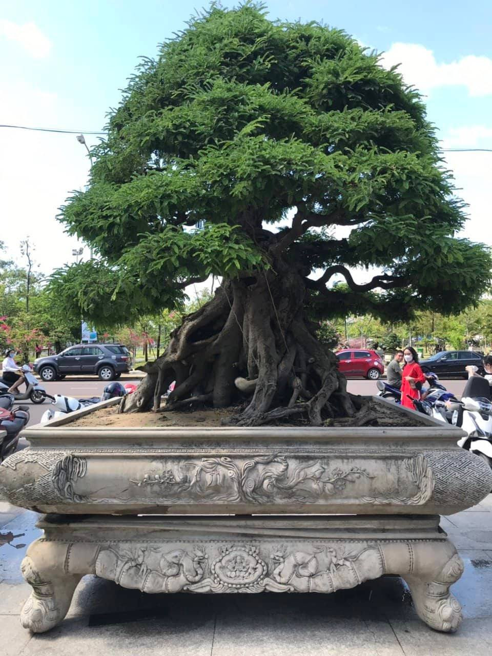 Gốc me cổ thụ thu hút nhiều sự chú ý.