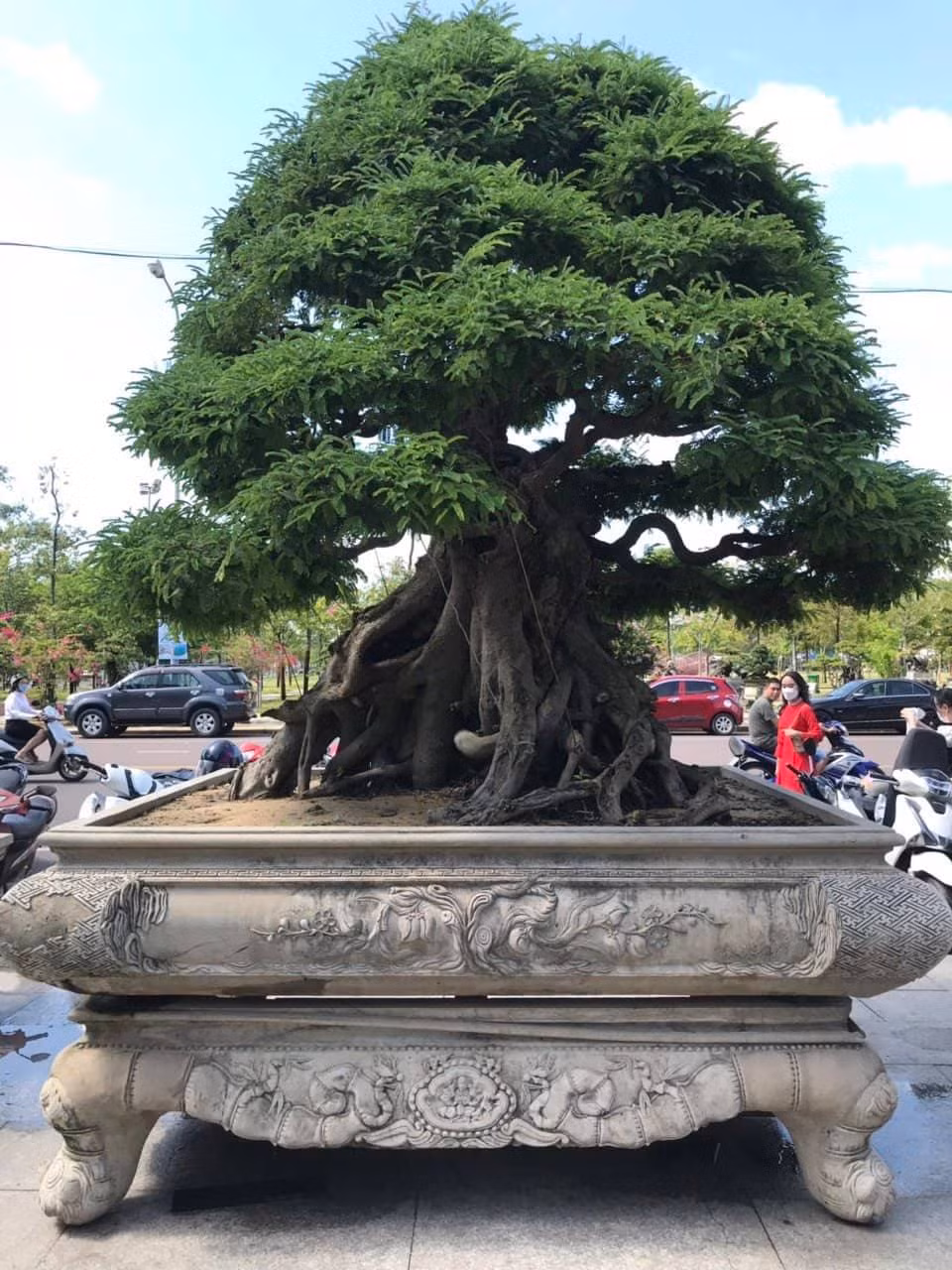 Gốc me cổ thụ thu hút nhiều sự chú ý.