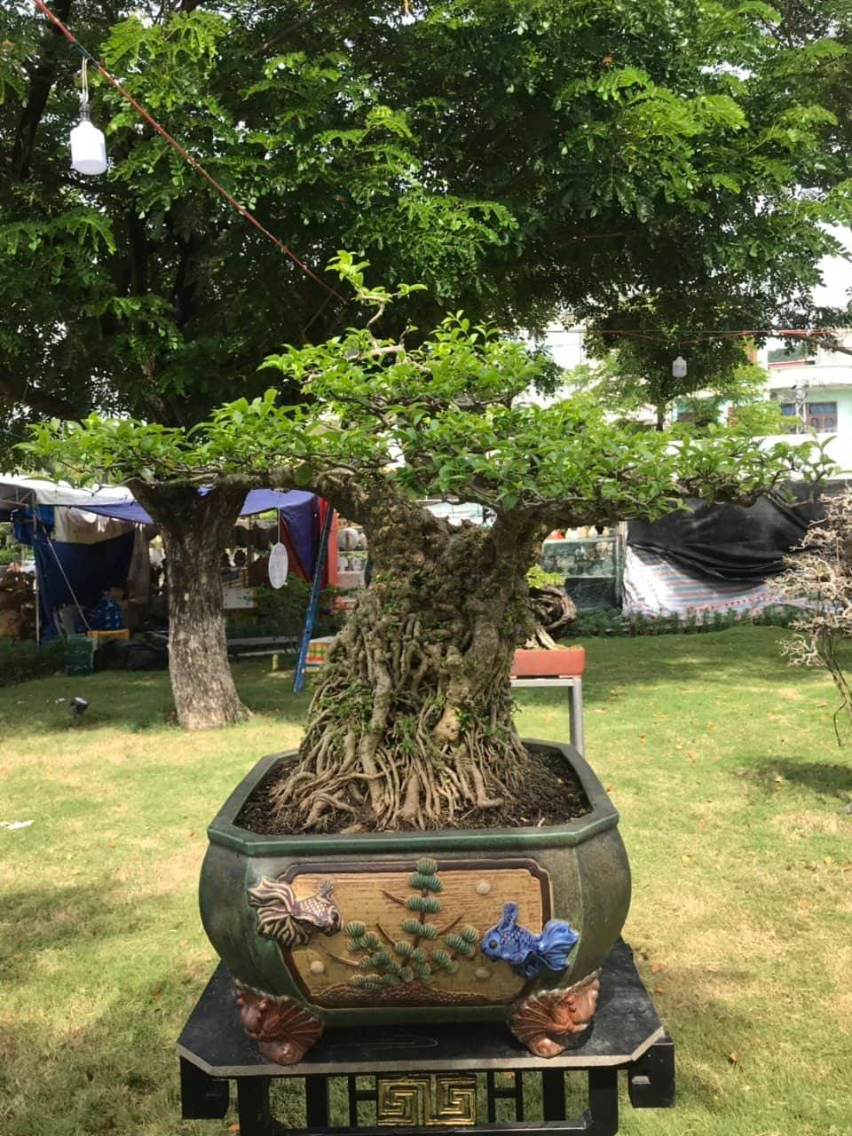 Mai chiếu thủy cũng góp mặt tại Triển lãm.