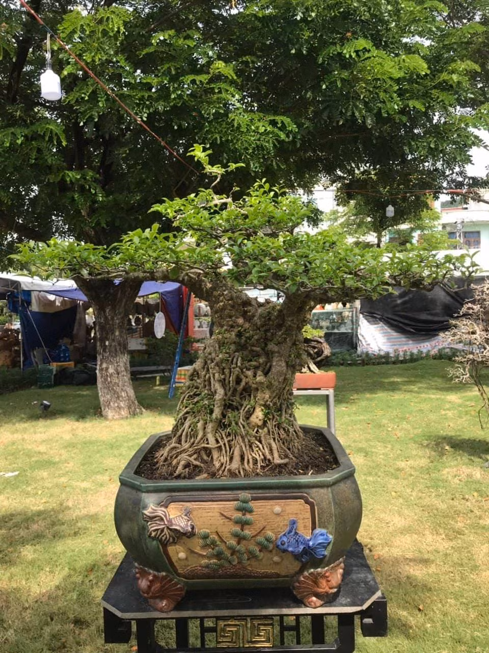 Mai chiếu thủy cũng góp mặt tại Triển lãm.